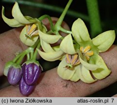 Solanum Iwona