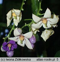 Solanum Lynn