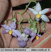 Solanum corymbiflorum