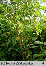 Solanum alatum (psianka skrzydlata)