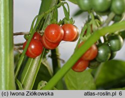 Solanum alatum (psianka skrzydlata)