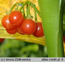 Solanum alatum (psianka skrzydlata)