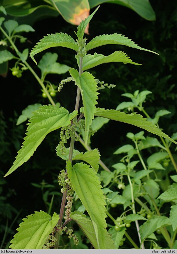 Urtica platyphylla