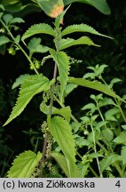 Urtica platyphylla