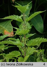 Urtica platyphylla