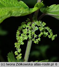 Urtica platyphylla