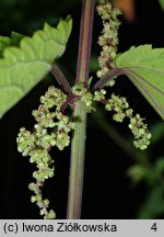 Urtica platyphylla