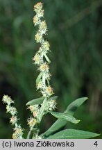 Atriplex calotheca (łoboda zdobna)