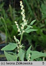 Atriplex calotheca (łoboda zdobna)