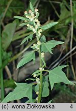 Atriplex calotheca (łoboda zdobna)