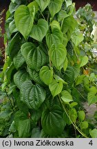 Dioscorea bulbifera