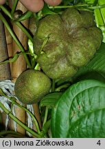 Dioscorea bulbifera