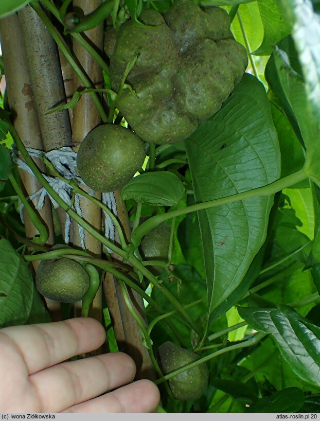 Dioscorea bulbifera