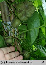 Dioscorea bulbifera