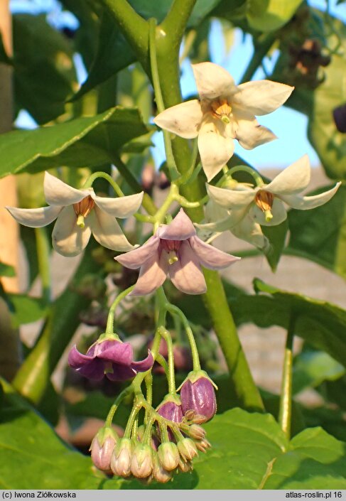 Solanum Lynn