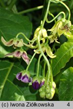 Solanum Iwona