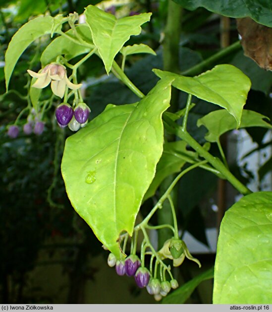 Solanum Iwona