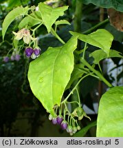 Solanum Iwona