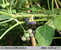 Solanum chenopodioides