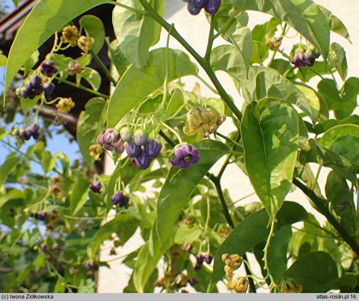 Solanum diploconos