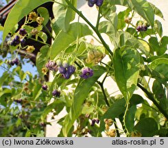 Solanum diploconos