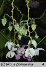 Solanum corymbiflorum