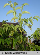 Solanum diploconos