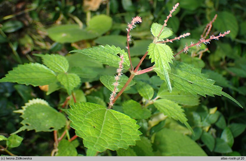 Boehmeria tricuspis