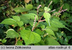 Boehmeria tricuspis