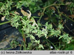 Atriplex calotheca (łoboda zdobna)