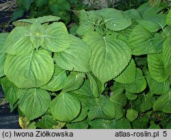 Perilla frutescens (pachnotka półkrzewiasta)