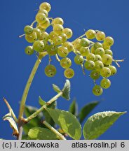 Sambucus nigra Albida