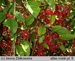 Malus toringo (jabłoń japońska)