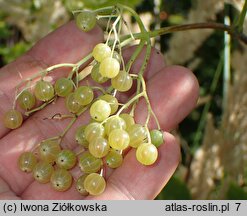 Sambucus nigra Albida