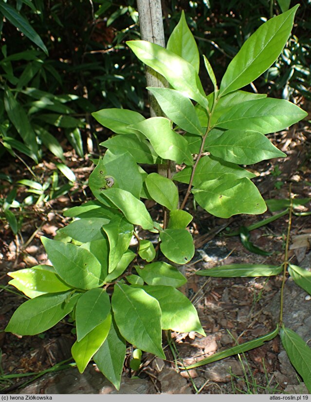 Asimina parviflora