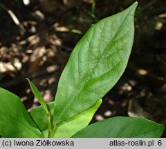 Asimina parviflora