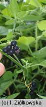 Solanum chenopodioides