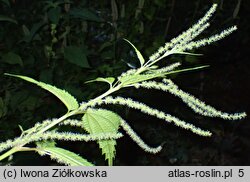 Boehmeria sieboldiana