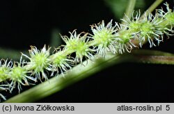 Boehmeria sieboldiana