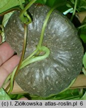 Dioscorea bulbifera