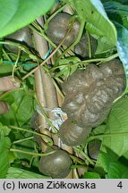 Dioscorea bulbifera