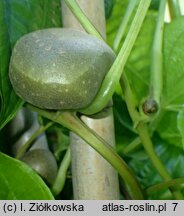 Dioscorea bulbifera