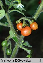 Solanum alatum (psianka skrzydlata)