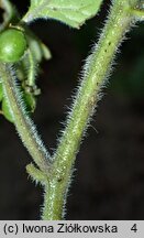 Solanum alatum (psianka skrzydlata)