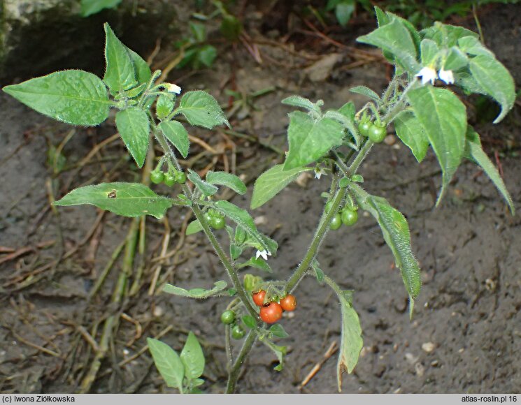 Solanum alatum (psianka skrzydlata)