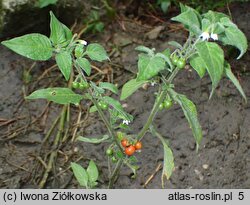 Solanum alatum (psianka skrzydlata)