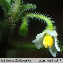 Solanum alatum (psianka skrzydlata)