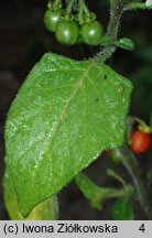 Solanum alatum (psianka skrzydlata)