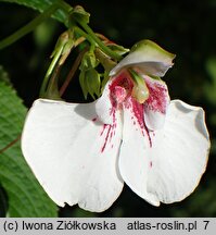 Impatiens tinctoria (niecierpek barwierski)