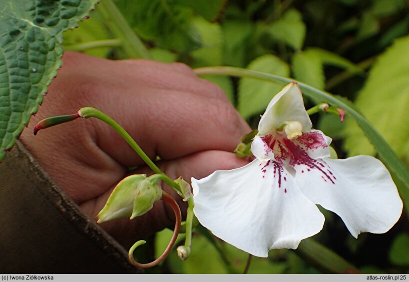 Impatiens tinctoria (niecierpek barwierski)